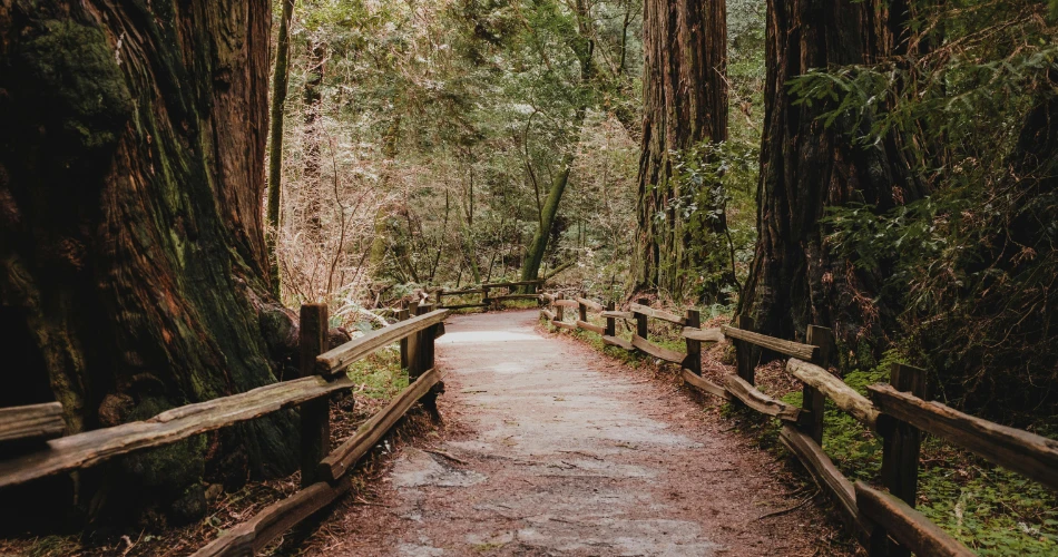 Explore Burney Like a Local: Attractions Near Shasta Pines Motel & Suites